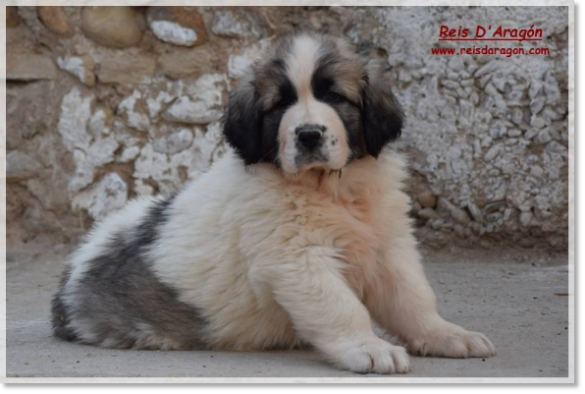 Cachorra mastín del Pirineo Zagala de Reis D'Aragón