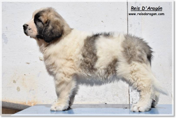 Cachorra mastín del Pirineo Zagala de Reis D'Aragón