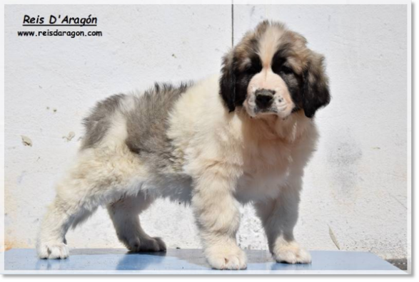 Cachorra mastín del Pirineo Zagala de Reis D'Aragón