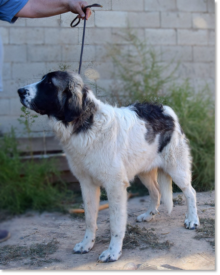 Kaia Reis D'Aragón, joven hembra Mastín del Pirineo en etapa de desarrollo.
