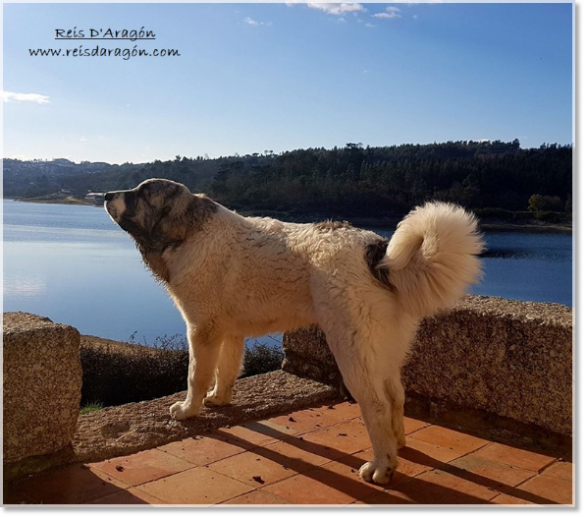 Mastin del Pirineo Pilzan de Reis D'Aragón (1 año) en Portugal