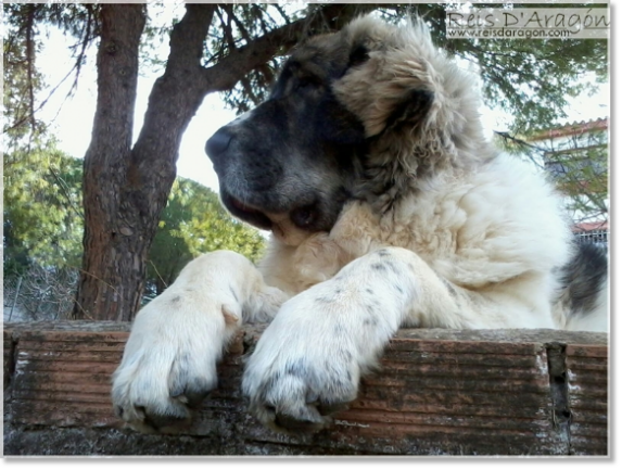 Mastín del Pirineo Dolce Diva de la Cabaña de Otaula Mastín del Pirineo Dolce Diva de la Cabaña de Otaula