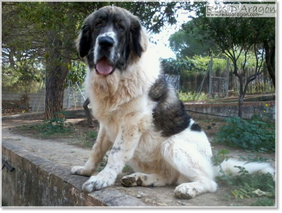 Mastín del Pirineo Dolce Diva de la Cabaña de Otaula