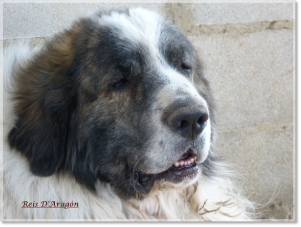 Mastín del Pirineo padre de los cachorros