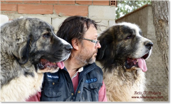 Santiago con Donna y Zacarías, mastines del Pirineo en Reis D'Aragón