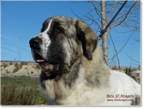 Cachorros Mastín del Pirineo: próximas camadas