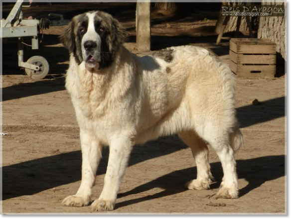 Madre de los Cachorros JCH Liri de Reis D'Aragón