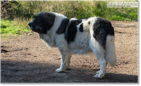 Mastín del Pirineo Dolce Diva de la Cabaña de Otaula. 3 años Mastín del Pirineo Dolce Diva de la Cabaña de Otaula