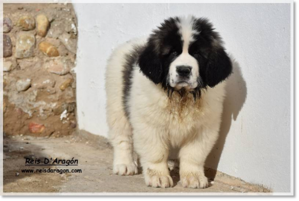 Cachorra mastín del Pirineo Yebra de Basa de Reis D'Aragón