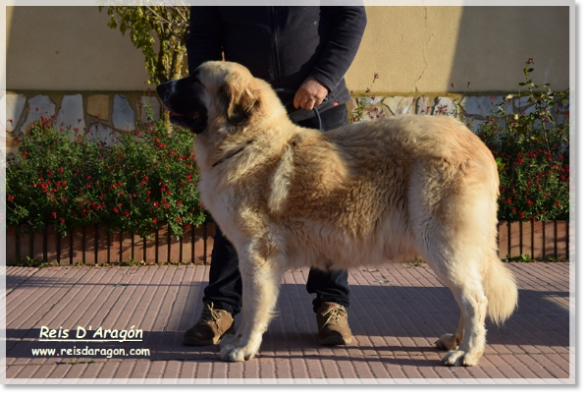 Madre de los Cachorros Villanúa de Reis D'Aragón