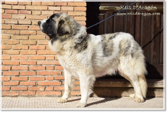 Mastín del Pirineo Alloza de Reis D'Aragón