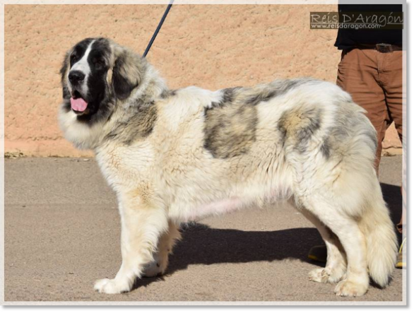 Madre de los Cachorros Alloza de Reis D'Aragón Madre de los Cachorros Alloza de Reis D'Aragón
