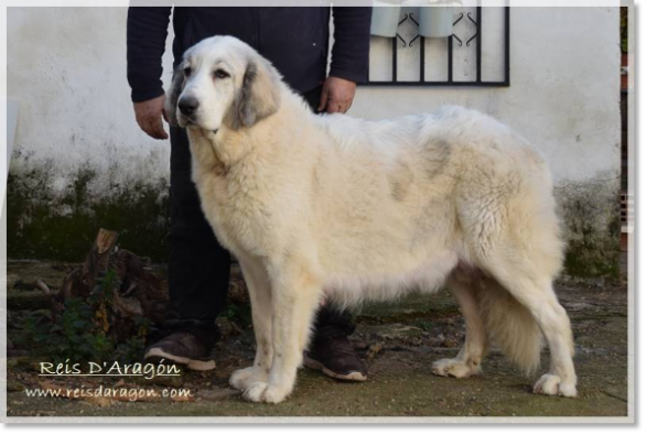 Madre de los cachorros Fire de Reis D'Aragón Madre de los cachorros Fire de Reis D'Aragón