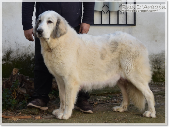 Mastín del Pirineo Fire de Reis D'Aragón