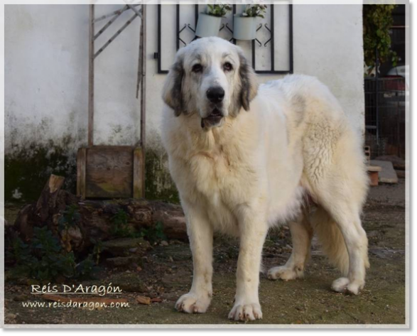 Mastín del Pirineo Fire de Reis D'Aragón