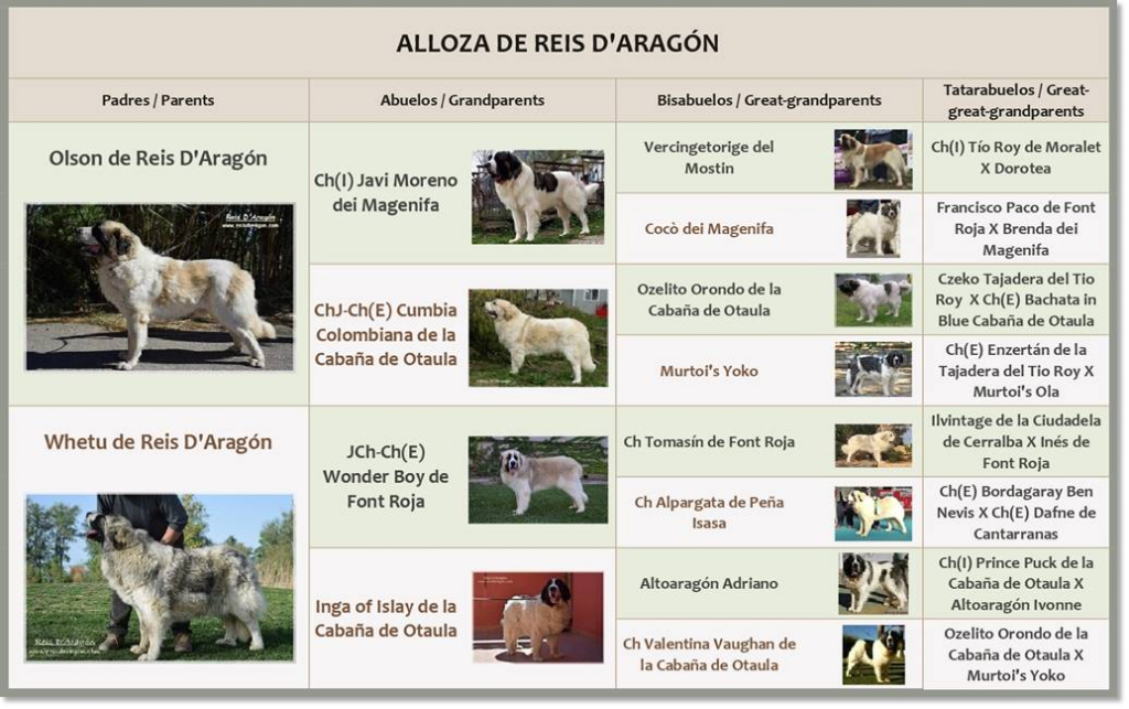 Pedigrí de mastín del Pirineo Alloza de Reis D'Aragón Pedigrí de mastín del Pirineo Alloza de Reis D'Aragón