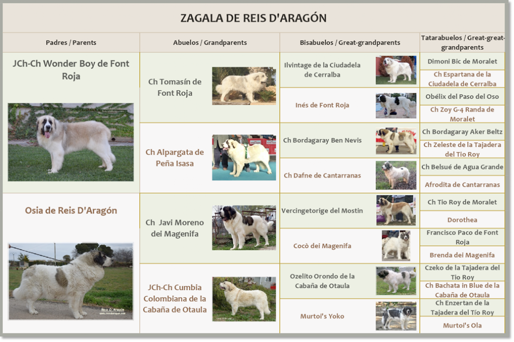 Pedigrí de mastín del Pirineo Zagala de Reis D'Aragón Pedigrí de mastín del Pirineo Zagala de Reis D'Aragón