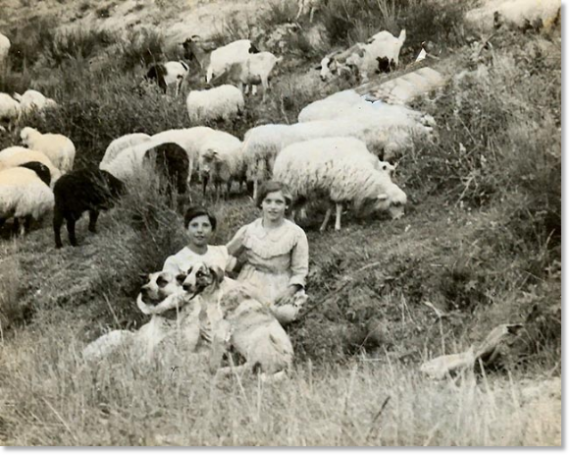 Origen de los mastines españoles