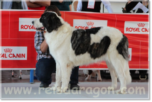 Mastín del Pirineo Giuditta