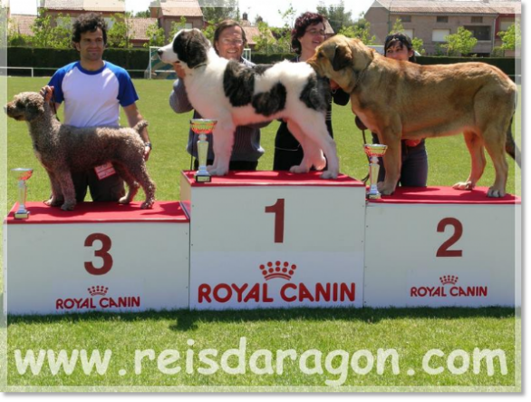 Mastín del Pirineo Giuditta 5 meses. Concurso Ontinar del Salz BIS Mejor Cachorro del concurso Mastín del Pirineo Giuditta. BIS Mejor Cachorro del concurso
