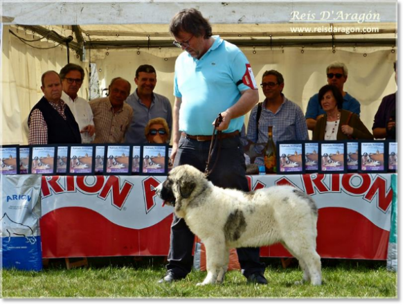 CACHORROS HEMBRAS