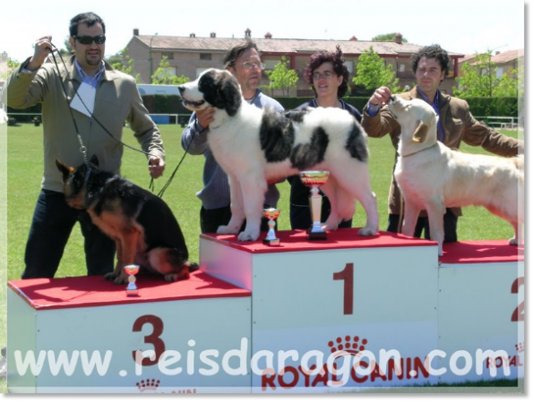 Mastín del Pirineo Giuditta 5 meses. Concurso Ontinar del Salz BIS Razas Españolas Mastín del Pirineo Giuditta. BIS Razas Españolas
